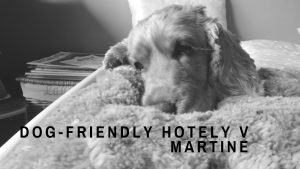 dog friendly hotel martin