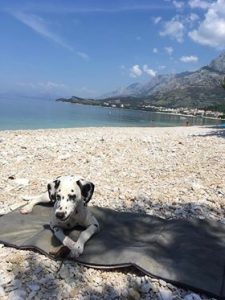 dogfriendly pláže