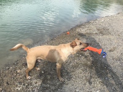 hračka do vody pre psa