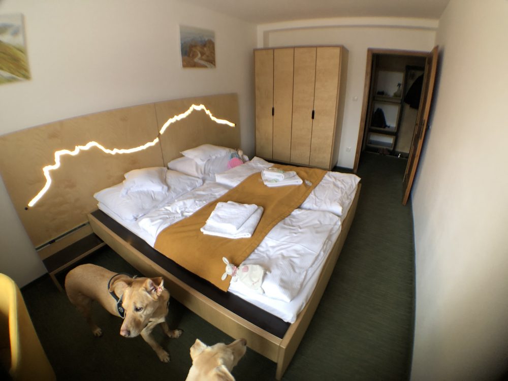 dogfriendly hotel